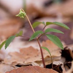 Panax trifolius (dwarf ginseng)